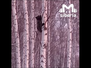 Медвежонка, застрявшего на дереве в Мошковском районе, спасли охотинспекторы.

Карапуз, вероятно, решил..