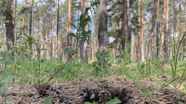 В Самарской области запретили посещать леса с 27 мая по 16 июня 

Там орудует пилильщик

В Самарской области..