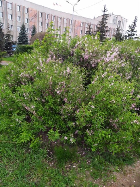 К важным новостям - в Омске цветёт миндаль, красиво и аромат чудесный! Всем отличного..