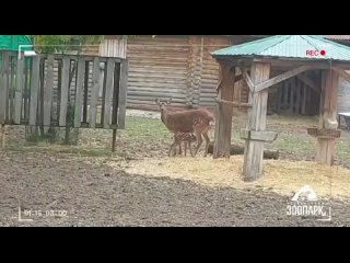 Сотрудники Челябинского зоопарка хотели провести скрытую съемку новорожденной малышки пятнистых оленей..