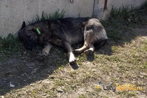 В Самарской области утвердили перечень неизлечимых болезней бездомных животных 

Его составили ветеринары...