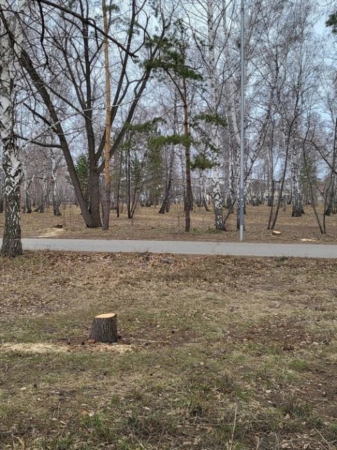 Следком России завел уголовное дело из-за вырубки деревьев в омском парке 

Появилась новая информация о..