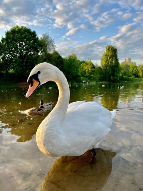 🦢Лебеди в ландшафтном парке Митино
 
Фото: Наталия..