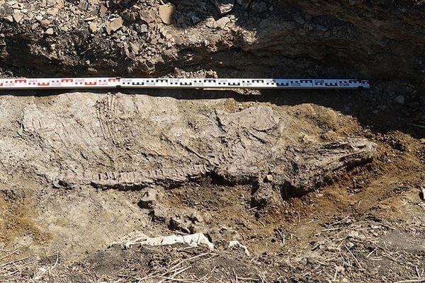 Тракторист из Самарской области нашел останки водного ящера, жившего несколько миллионов лет назад 

Это..
