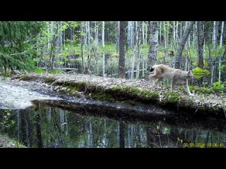 Весеннюю прогулку рыси запечатлела фотоловушка в Керженском..