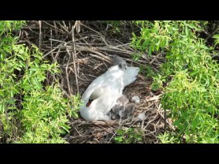 🗣️ Милейшее видео из Артемовских лугов — там семейство лебедей-шипунов пополнилось пятью..