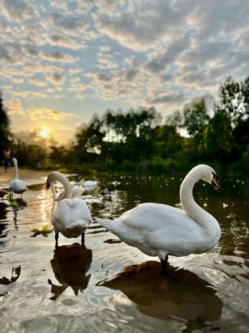 🦢Лебеди в ландшафтном парке Митино
 
Фото: Наталия..