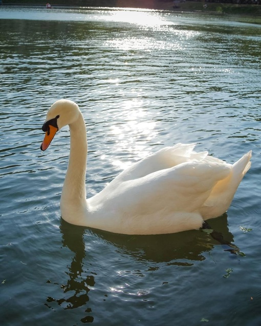 🦢Грациозный лебедь на Патриарших..