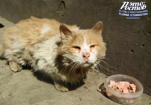 🐈 Эту информацию очень важно знать, когда видишь грязного кота!
 
🔺Кошки могут переносить голод в среднем..