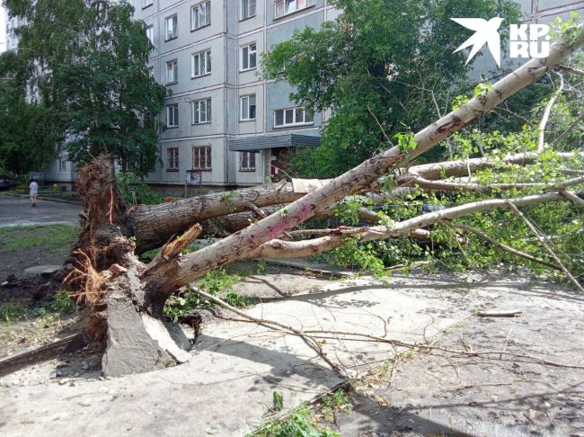 Во время грозы дерево упало на новосибирца 

Все случилось этим утром на улице Сакко и Ванцетти, 44. Мужчина..