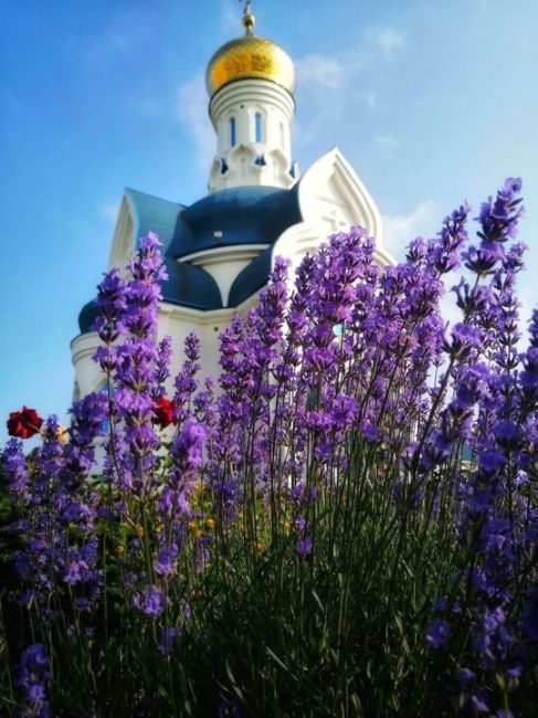 Лаванда в Анапе 😍

фото Вячеслав..