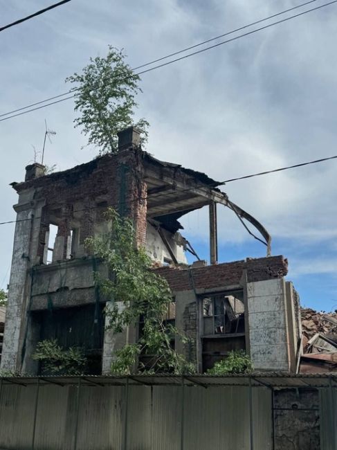 В Новочеркасске мужчина спас березу, которая 17 лет росла на крыше завода

Как дерево оказалось там и почему..