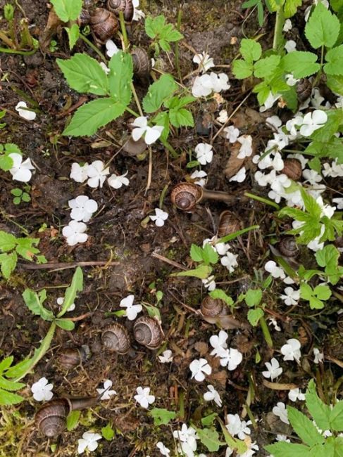 🐌В Выборгском районе после дождя на участке нашествие..