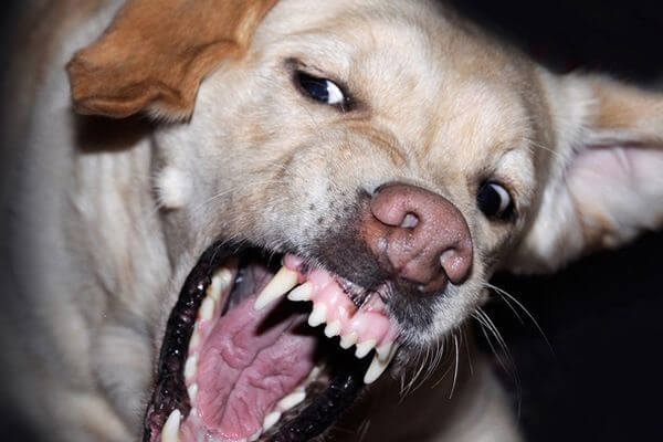 В Самарской области с чиновников требуют компенсацию вреда за нападение собак на 5 детей 

Инциденты..