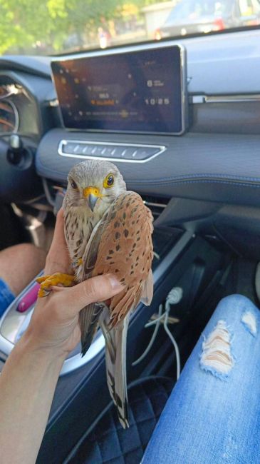 В Ленинском районе спасли пустельгу - хищную птицу. Она находилась на обочине проезжей части дороги и не..