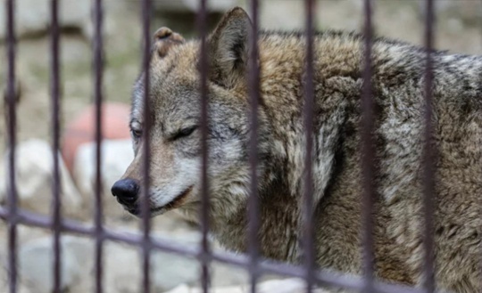 🐺 В зоопарке Челябинска скончался волк Люк

18 июня в зоопарке Челябинска умер пожилой волк Люк, который жил..