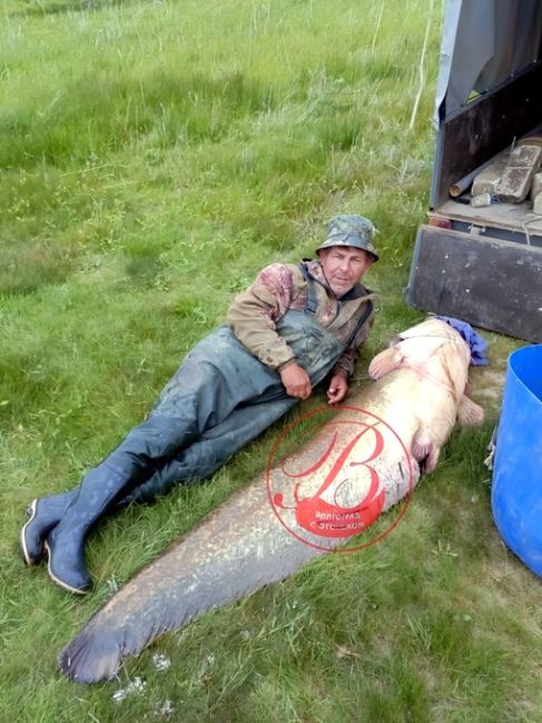 В Николаевском районе рыбак поймал мегаогромного сома 🎣

Как вам..