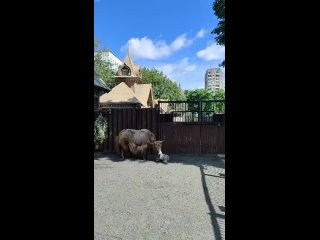 Пополнение в Московском зоопарке.

Там родился детеныш..