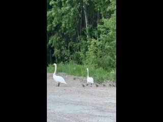 В Прикамье заметили семью лебедей. Милота! 

📹:  Екатерина..