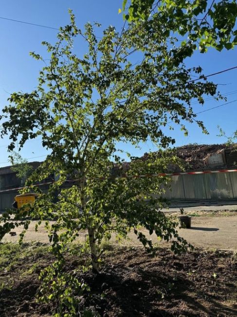 В Новочеркасске мужчина спас березу, которая 17 лет росла на крыше завода

Как дерево оказалось там и почему..
