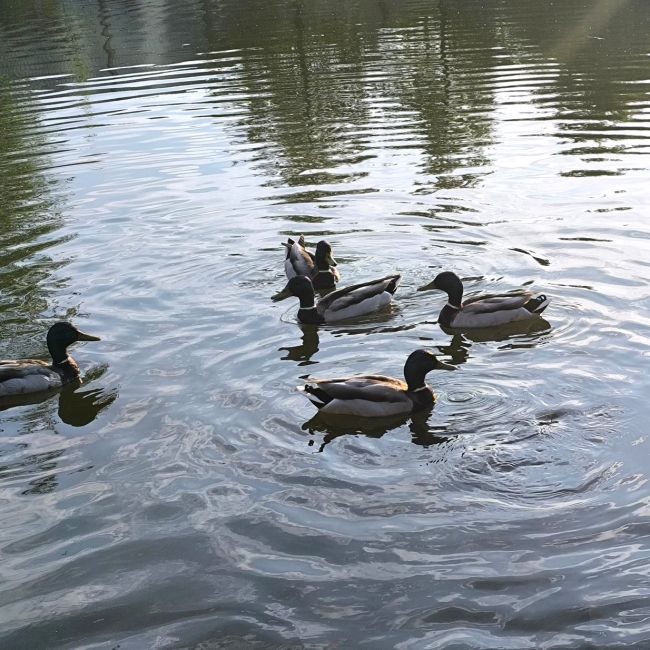 Замечательную историю про уточек рассказали жители Волгограда👇🏻🦆

❤️ Они принесли на пруд корм для..