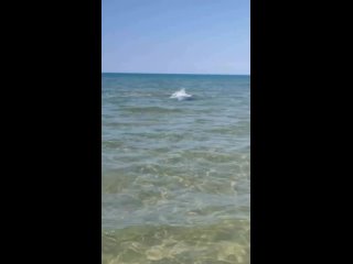🐬 Обстановка в Анапе: дельфины плавают вдоль побережья и развлекают туристов 😍

Эх, сейчас бы с дельфинами..