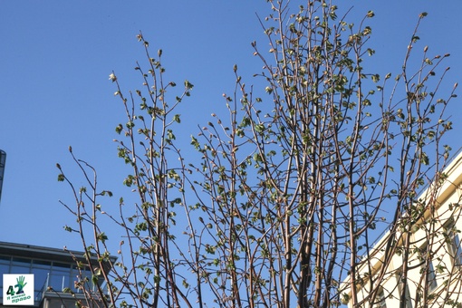 🍃🌳📝 
 
Как приживаются новые посадки на исторических улицах Нижнего Новгорода? 
 
В начале мая мэрия..