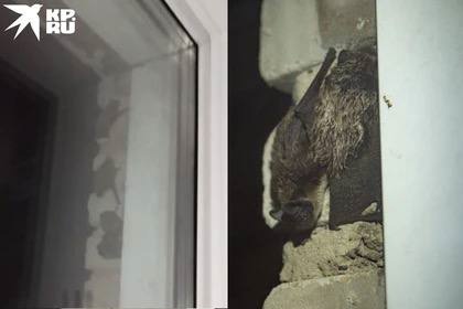 В окно новосибирцу стучались краснокнижные летучие мыши 🦇 

- Больше всего эта летучая мышь похожа на..