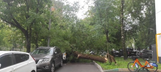Сегодня ночью во дворе по улице Петрозаводская д. 16 упало дерево. 
Дерево легло на провод (112 "искрение есть? ")..