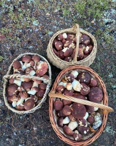 В Московской области стартовал грибной сезон.

Первые летние грибы: подберезовики, подосиновики и белые..