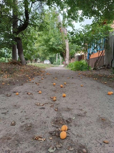 Жерделы и абрикосы на улицах Каменска 🍑

А у вас хороший урожай в этом году..