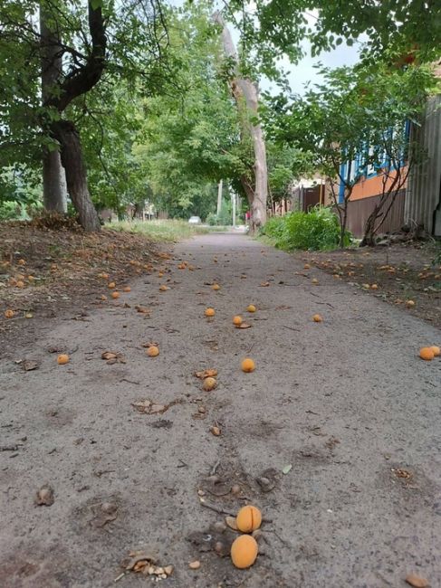Жерделы и абрикосы на улицах Каменска 🍑

А у вас хороший урожай в этом году..