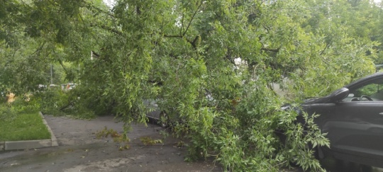 Сегодня ночью во дворе по улице Петрозаводская д. 16 упало дерево. 
Дерево легло на провод (112 "искрение есть? ")..