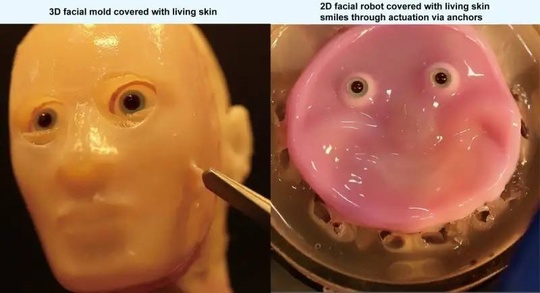 Японские учёные сделали роботов из живой кожи и научили их улыбаться.

Революционной разработкой..