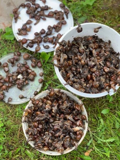 🐌В Выборгском районе после дождя на участке нашествие..