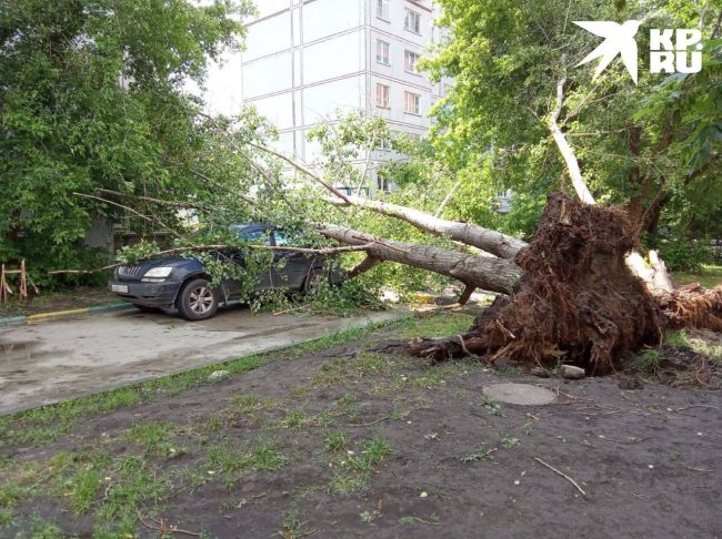 Во время грозы дерево упало на новосибирца 

Все случилось этим утром на улице Сакко и Ванцетти, 44. Мужчина..