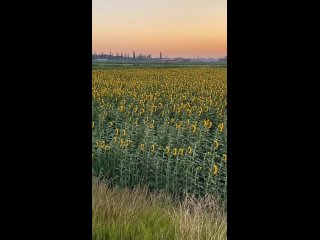 «Уже подсолнухи цветут вовсю!
🤗🚗🌼
В этом году всё зацветает раньше
примерно на две недели!
Шикарный..