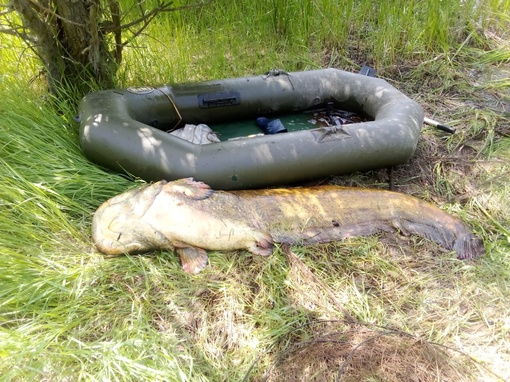 В Николаевском районе рыбак поймал мегаогромного сома 🎣

Как вам..