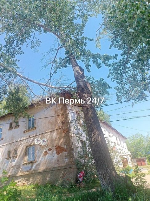 Нам пишут: «Нытва, упало дерево на крышу дома 12 июня, администрация и ЖКХ меры не принимают. Дерево лежит на..