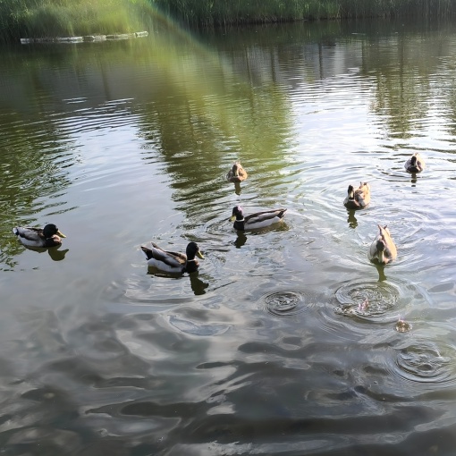 Замечательную историю про уточек рассказали жители Волгограда👇🏻🦆

❤️ Они принесли на пруд корм для..