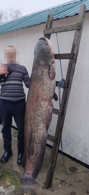 🙈 Житель Башкирии поймал 50-килограммовую рыбу 

Гигантскую рыбу в одиночку удалось выловить жителю..