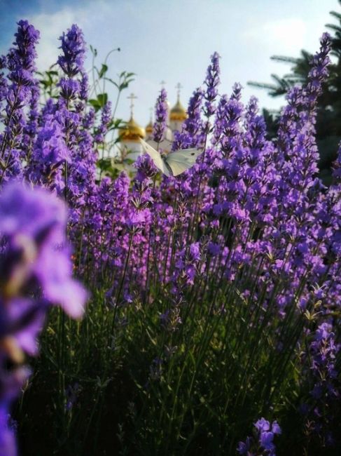 Лаванда в Анапе 😍

фото Вячеслав..