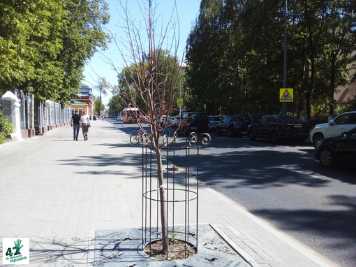 🍃🌳📝 
 
Как приживаются новые посадки на исторических улицах Нижнего Новгорода? 
 
В начале мая мэрия..