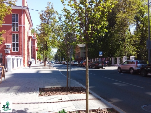 🍃🌳📝 
 
Как приживаются новые посадки на исторических улицах Нижнего Новгорода? 
 
В начале мая мэрия..