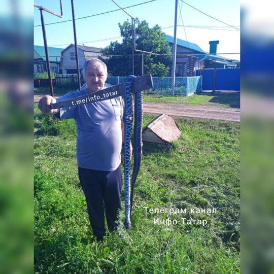 В селе Новое Ибрайкино Аксубаевского района Татарстана поймана гадюка длиной около 3 метров..