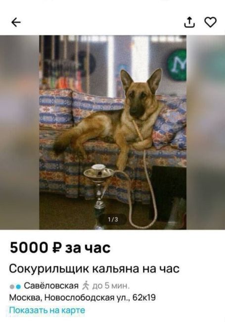 🐶 На просторах интернета появилась услуга сокурильщик кальяна. За 5 тысяч рублей он с радостью поддержит с..