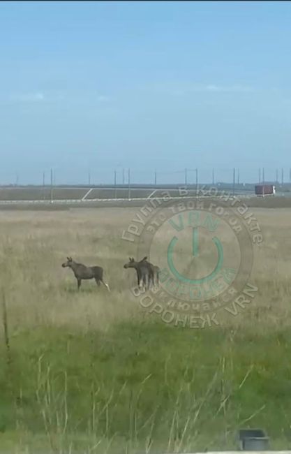 Вчера вблизи села Елизаветовка были замечены 3 молодых лося, смотрели на платную трассу и думали куда же им..