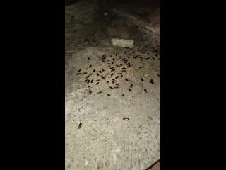 На Ялтинской, 12 под покровом ночи скрываются тараканы... Как их..