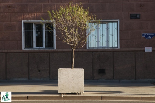 🍃🌳📝 
 
Как приживаются новые посадки на исторических улицах Нижнего Новгорода? 
 
В начале мая мэрия..