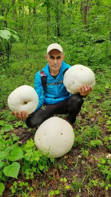 🍄‍ Жители Башкирии обнаружили гигантские грибы 
 
Житель Кумертау Владимир Куприянов во время пробежки..
